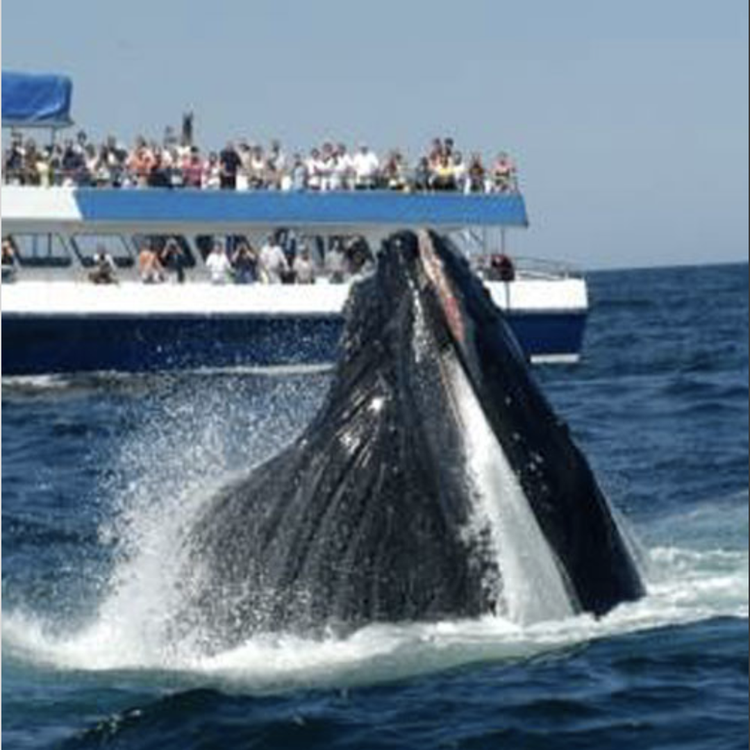 Provincetown Whale Watch